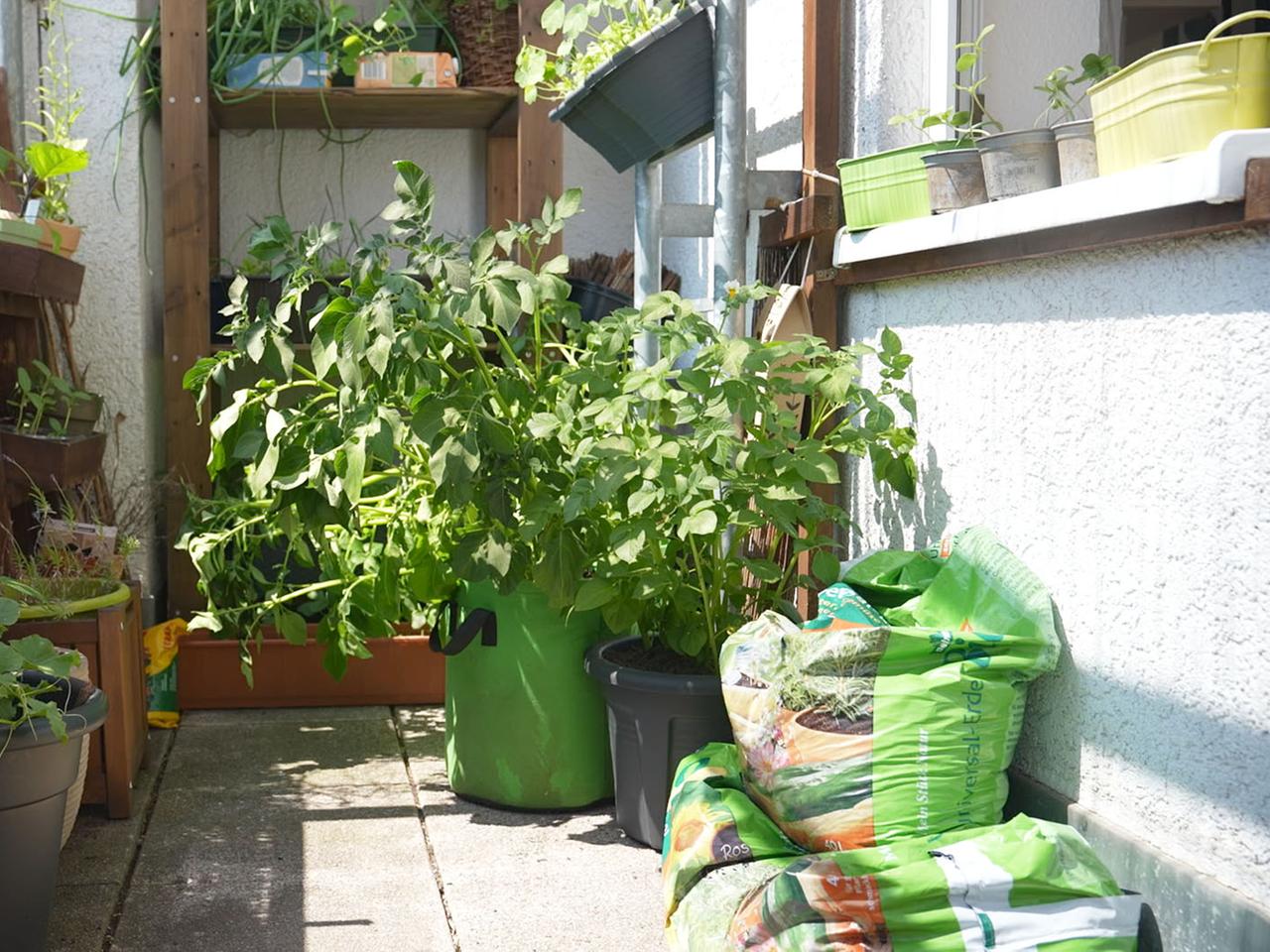 Platzsparend: Kartoffeln auf Balkon oder Terrasse anbauen | mdr.de