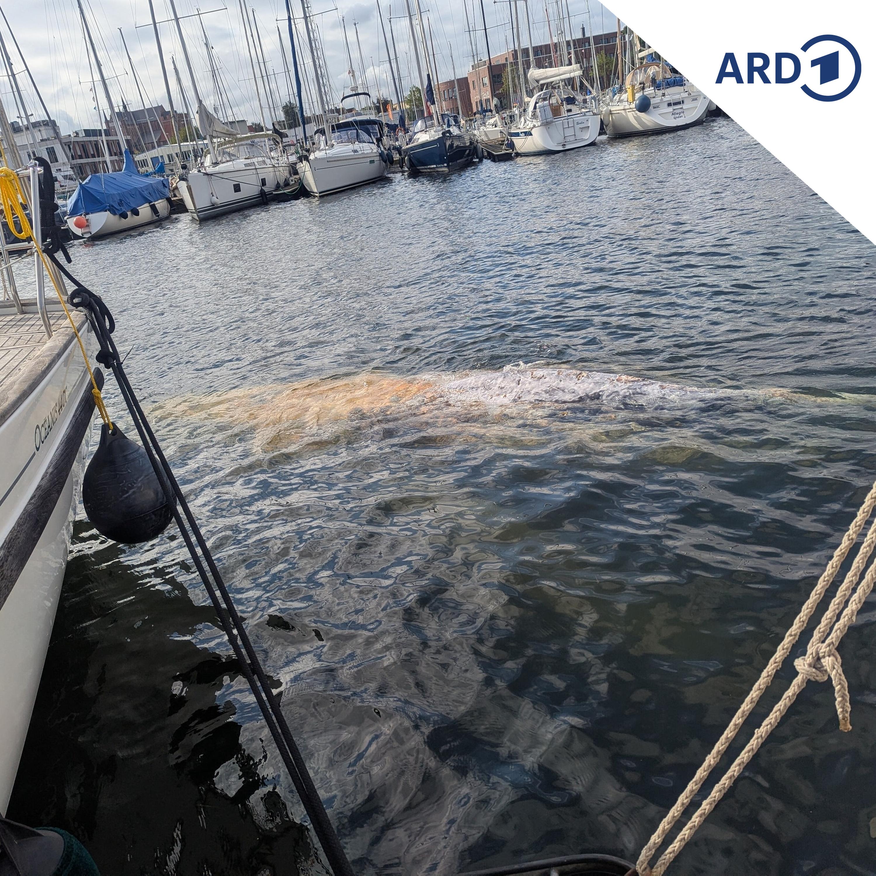 Die Ostsee als Todesfalle: Wieder Wal bei Wismar gesichtet