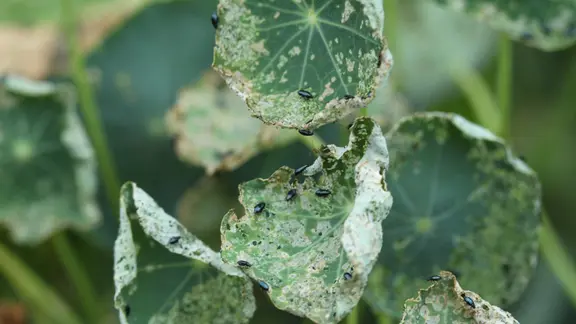 alocasia frydek variegata aurea Alocasia Frydek Dorayaki Aurea