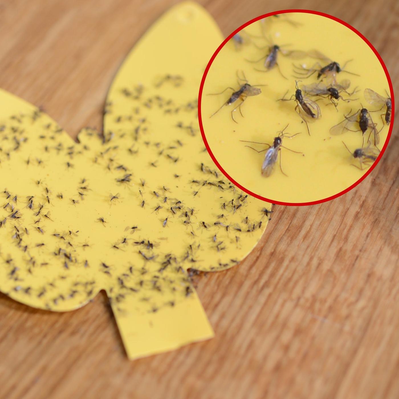Kleine, schwarze Fliegen: Trauermcke erkennen und loswerden | mdr.de