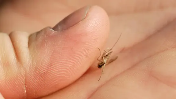 Eine tote Muecke haengt an einem Daumen. Leipzig, Sachsen, Deutschland. 