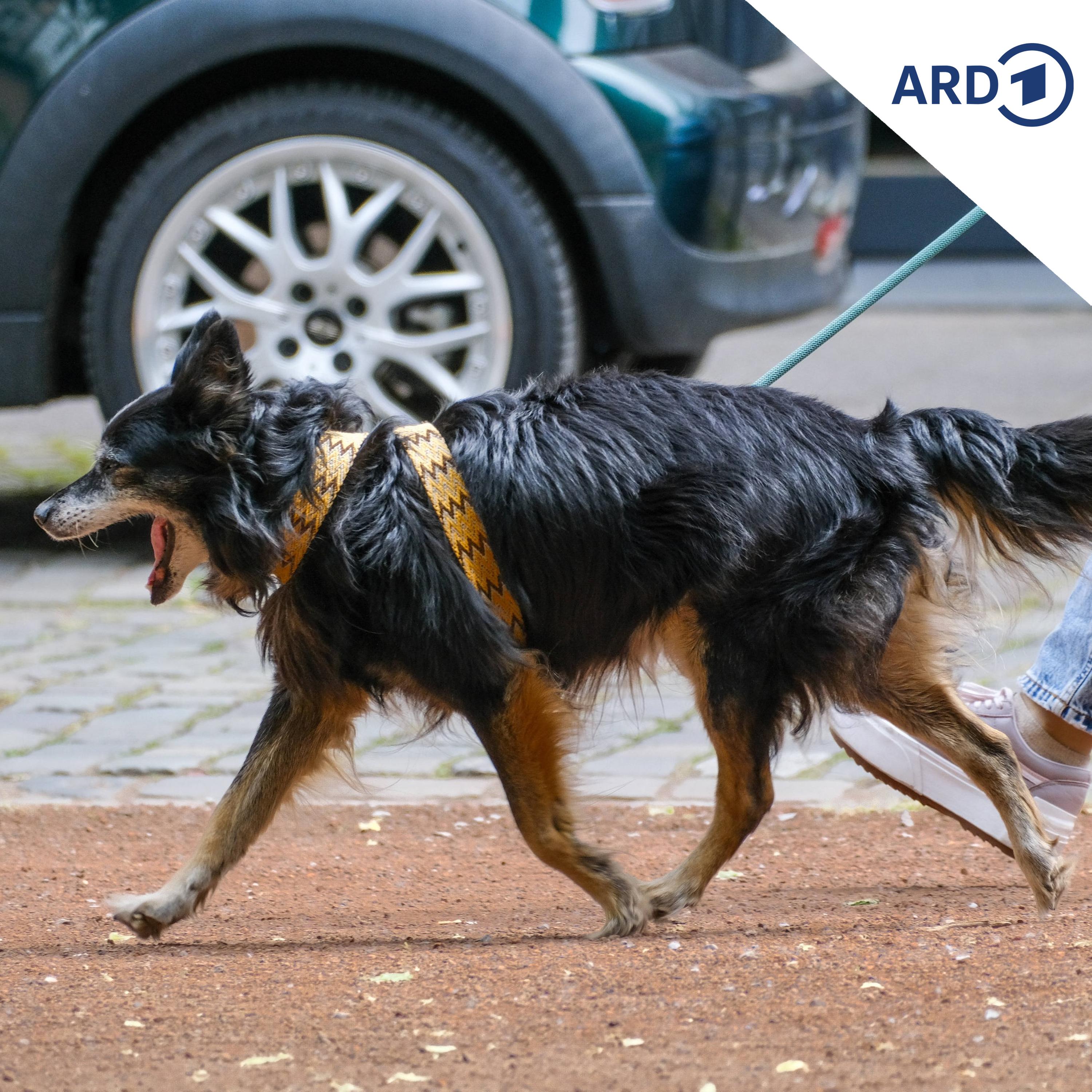 Sind Polen und Tschechien auf den Hund gekommen? episode artwork