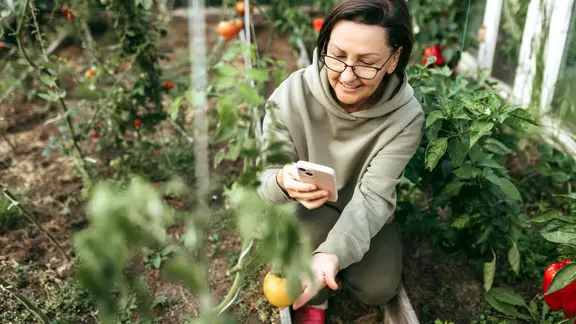 Draufsicht von schräg oben: Im Gewächshaus kniet eine Frau mit Brille und kinnlangen Haaren und Hoodie zwischen Tomatenpflanzen. Sie hält ein Smartphone in der rechten Hand und berührt mit der linken Hand eine gelbe Tomate.