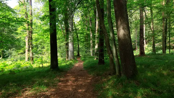 Waldweg