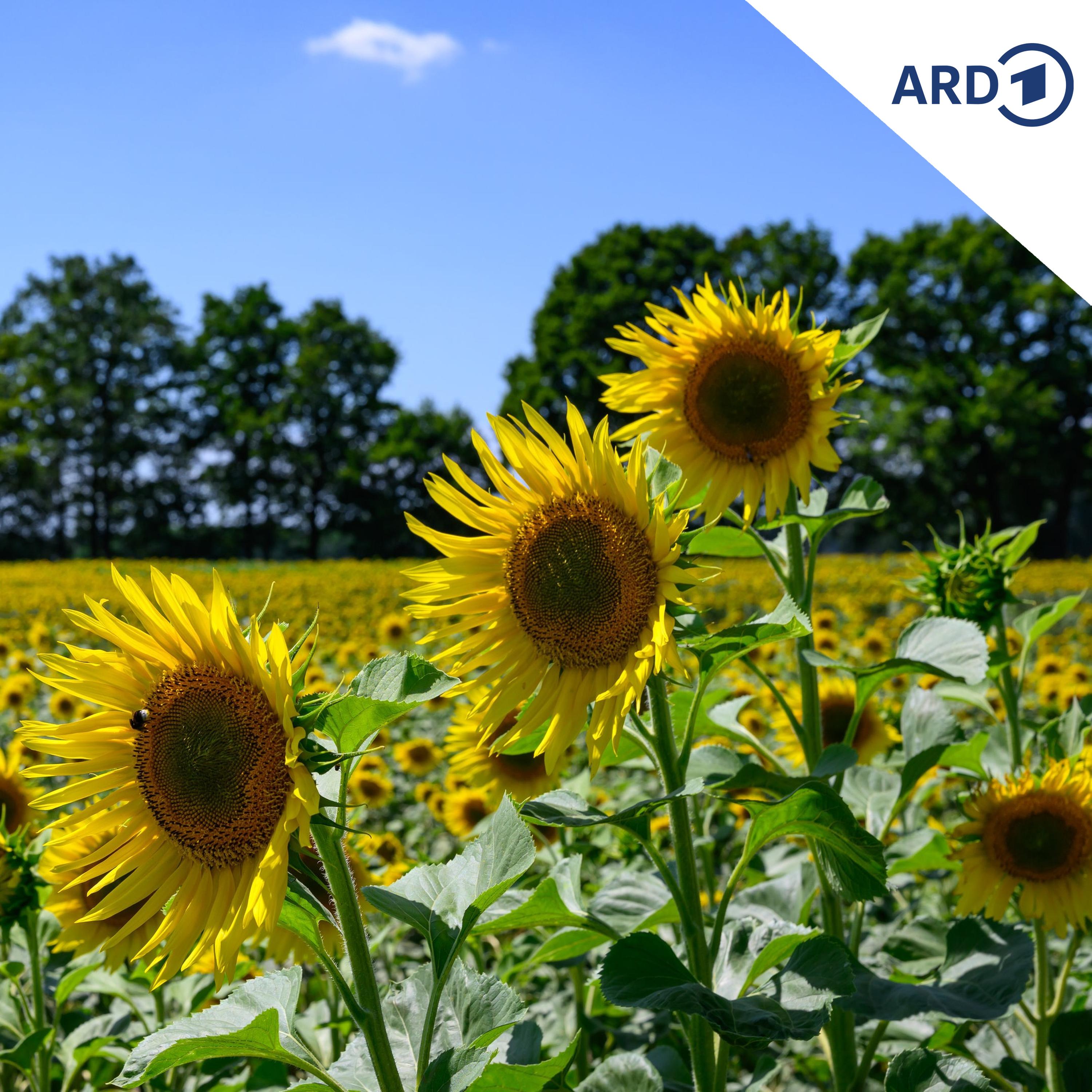 Warum die Sonnenblume bei Landwirten immer beliebter wird episode artwork