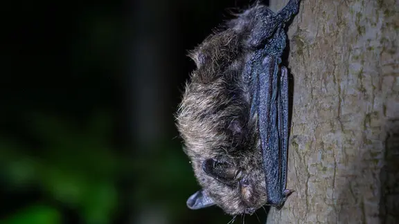 Eine Nymphenfledermaus hängt an einem Baum. 