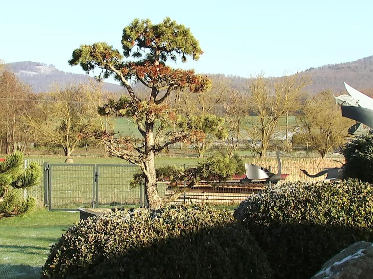 Ein japanischer Garten in Thringen