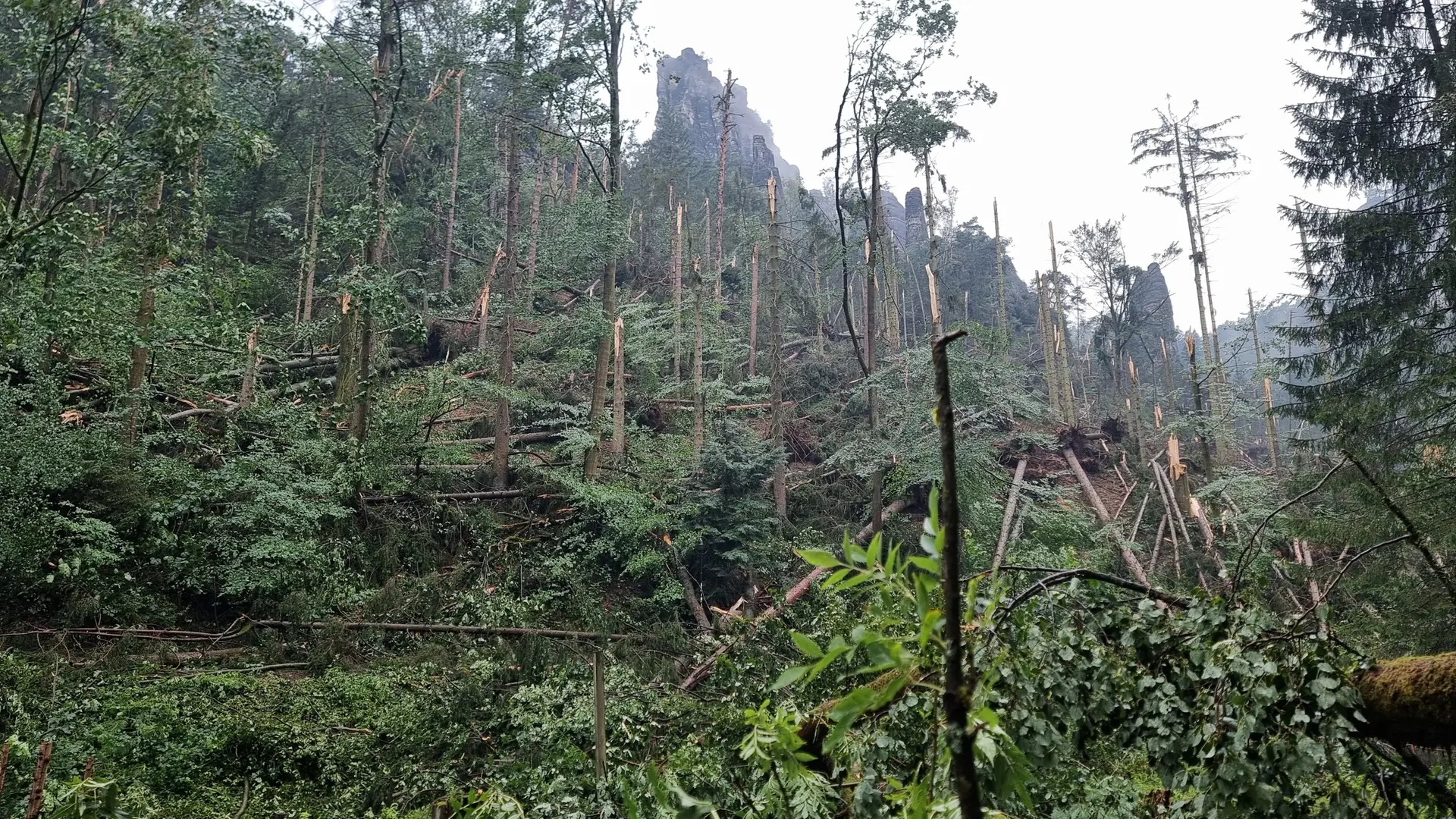 Wanderwege in Sächsischer Schweiz nach Sturm gesperrt: Bastei, Schwedenlöcher und Amselgrund betroffen