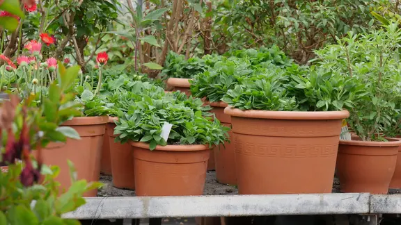 Pflanzen in Haus und Garten berwintern | mdr.de