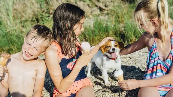 Im Eis für Menschen ist zuviel Zucker und zu viel Fett. Für Hunde ist das nicht geeignet.