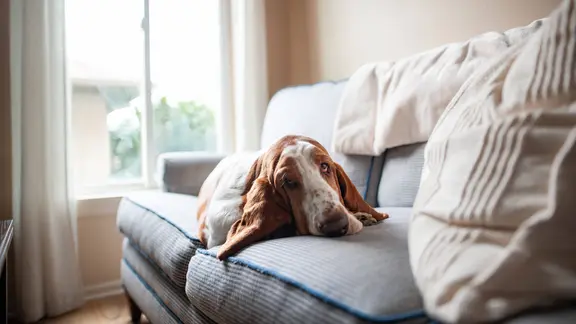Hund liegt auf Sofa