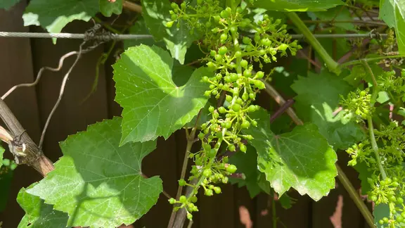 Weintrauben aus dem Garten: Tafeltrauben selbst anbauen | mdr.de