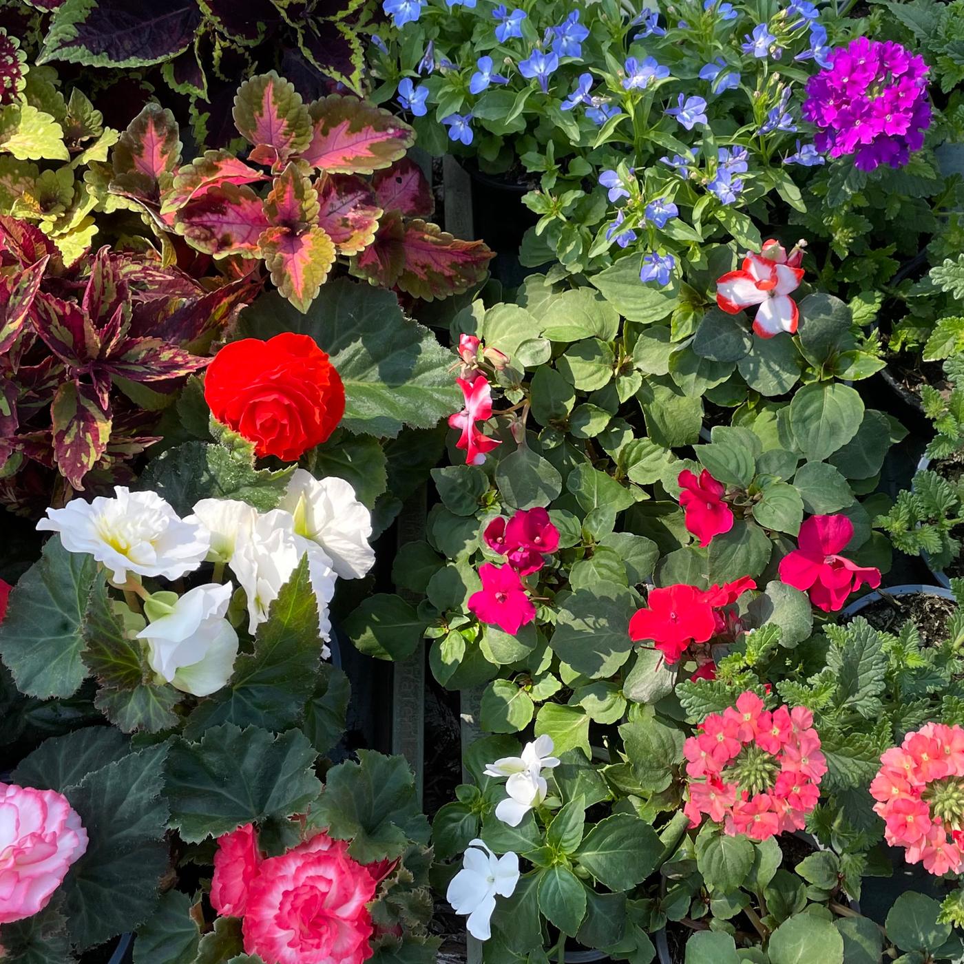 blumenständer wand Susteelable Wandblumenkasten grün kaufen main image 0