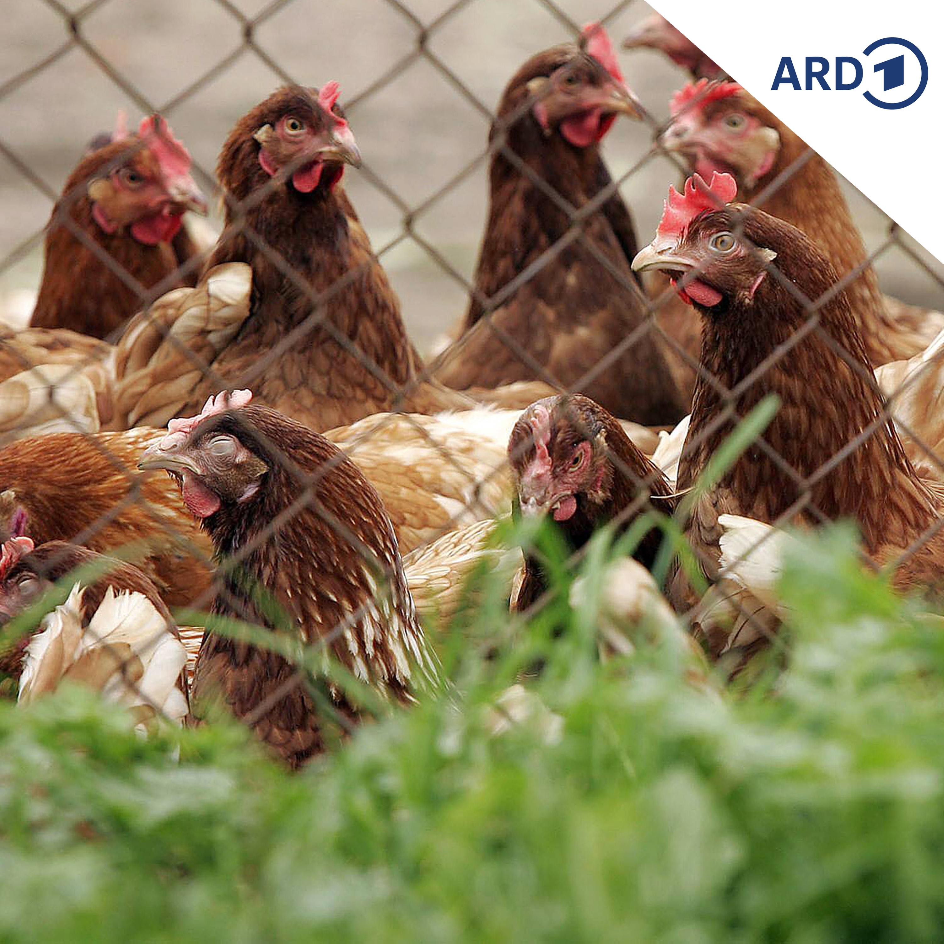 Vogelgrippe: Sorge bei privaten Hühnerhaltern episode artwork