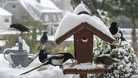 Verschiedene Vögel haben sich um ein Vogelhaus versammelt.