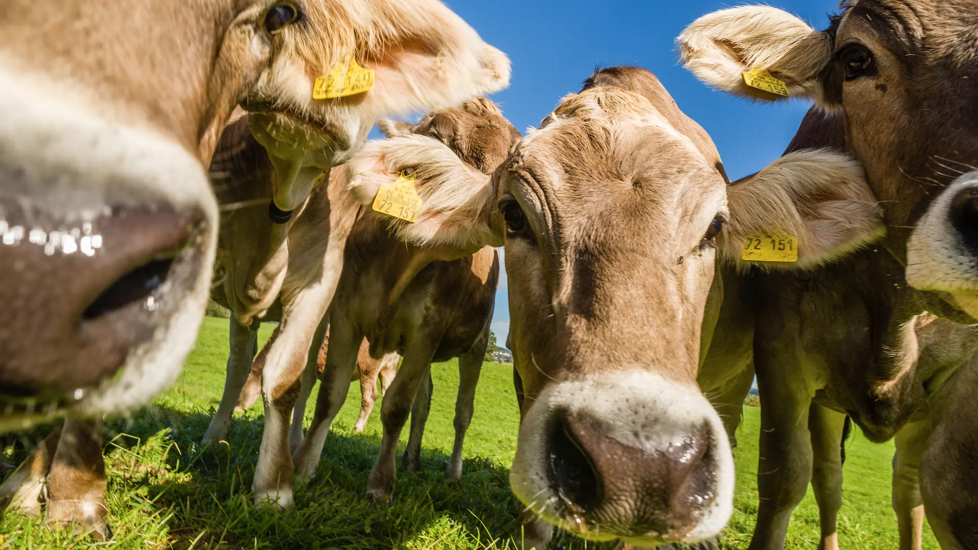 Kühe auf Klimadiät: Dänemarks Weg zu einer besseren Landwirtschaft