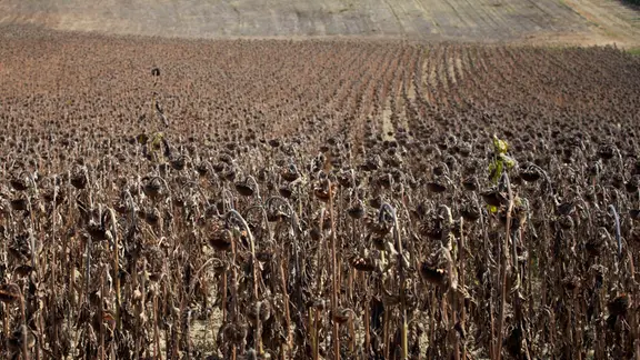 Feld mit vielen vertrockneten Sonnenblumen in Frankreich, Perspektive zieht sich bis zu einer Anhöhe des Feldes.  Im Hintergrund liegen helle, kahle Hügel und am Horizont sind einige Bäume zu sehen.