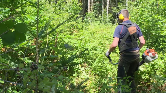 Wilde Brombeeren sorgen in Wäldern für Ärger