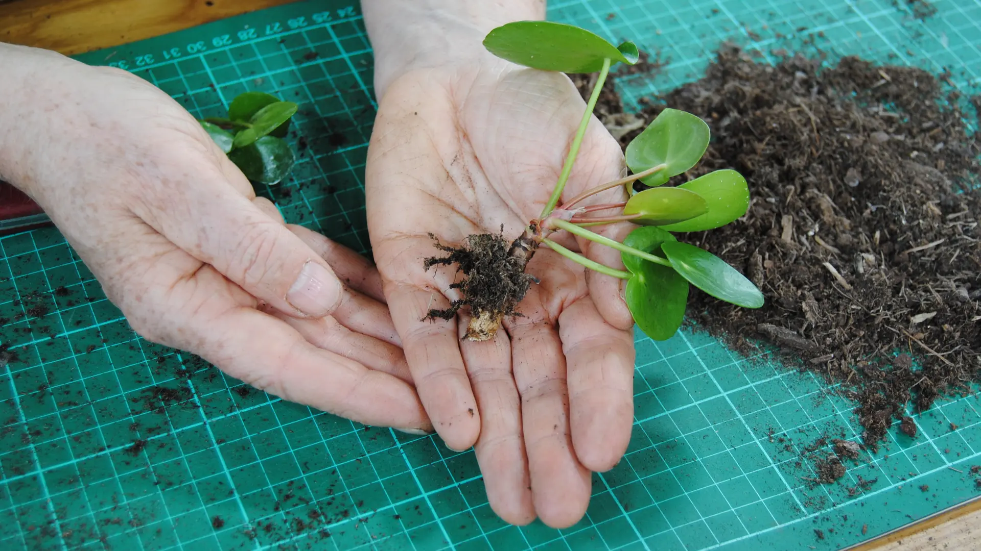 Ufopflanze vermehren: Pilea-Ableger gewinnen und einpflanzen | mdr.de