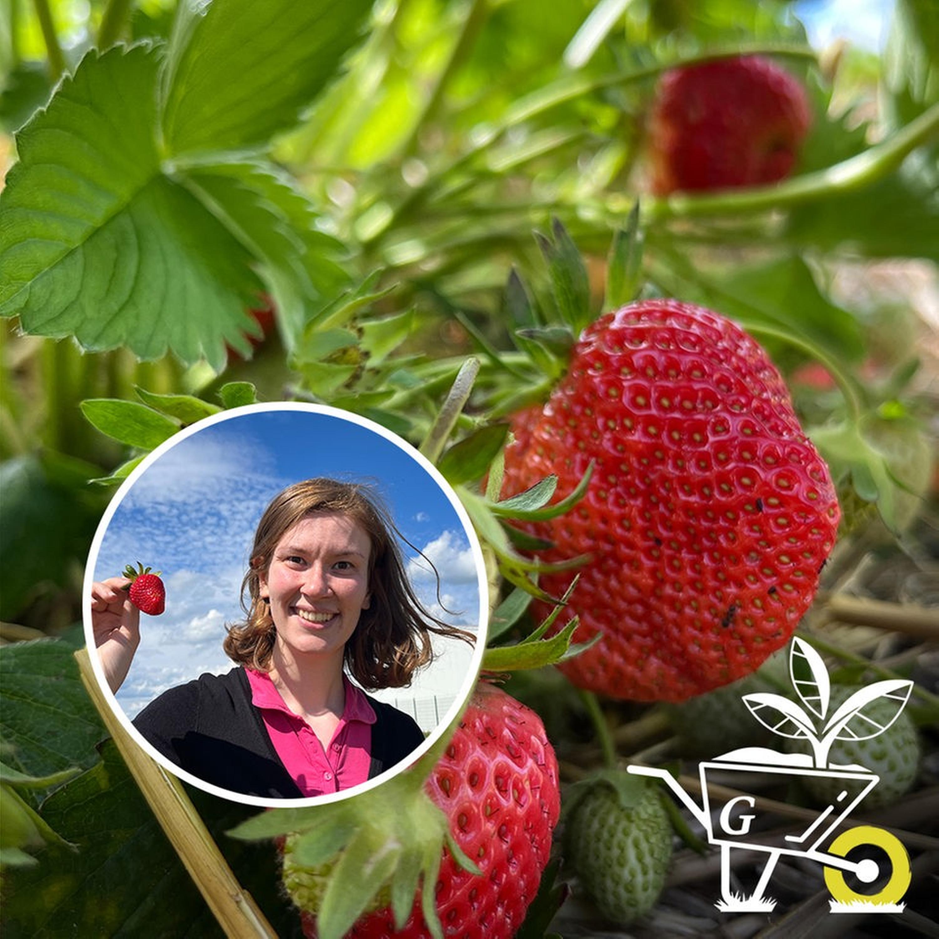 #35: Tipps und Tricks rund um den Anbau von Erdbeeren episode artwork