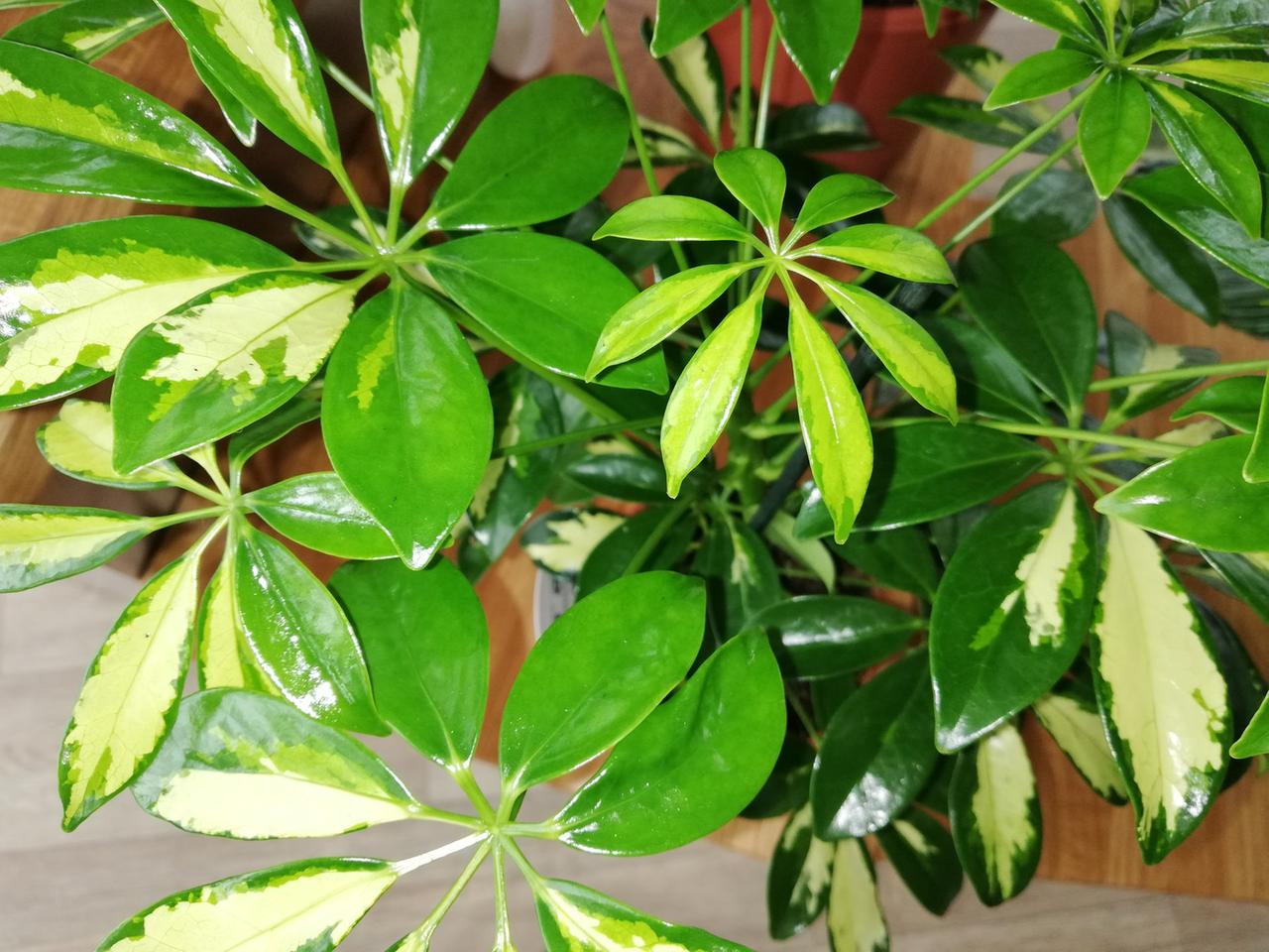 zz variegata Zamioculcas zamiifolia Variegated (1 leaf cutting) main image 1