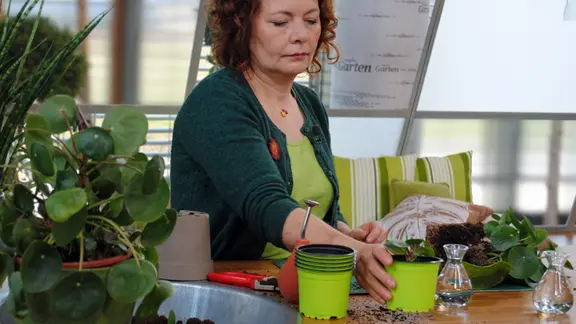 Ufopflanze vermehren: Pilea-Ableger gewinnen und einpflanzen | mdr.de