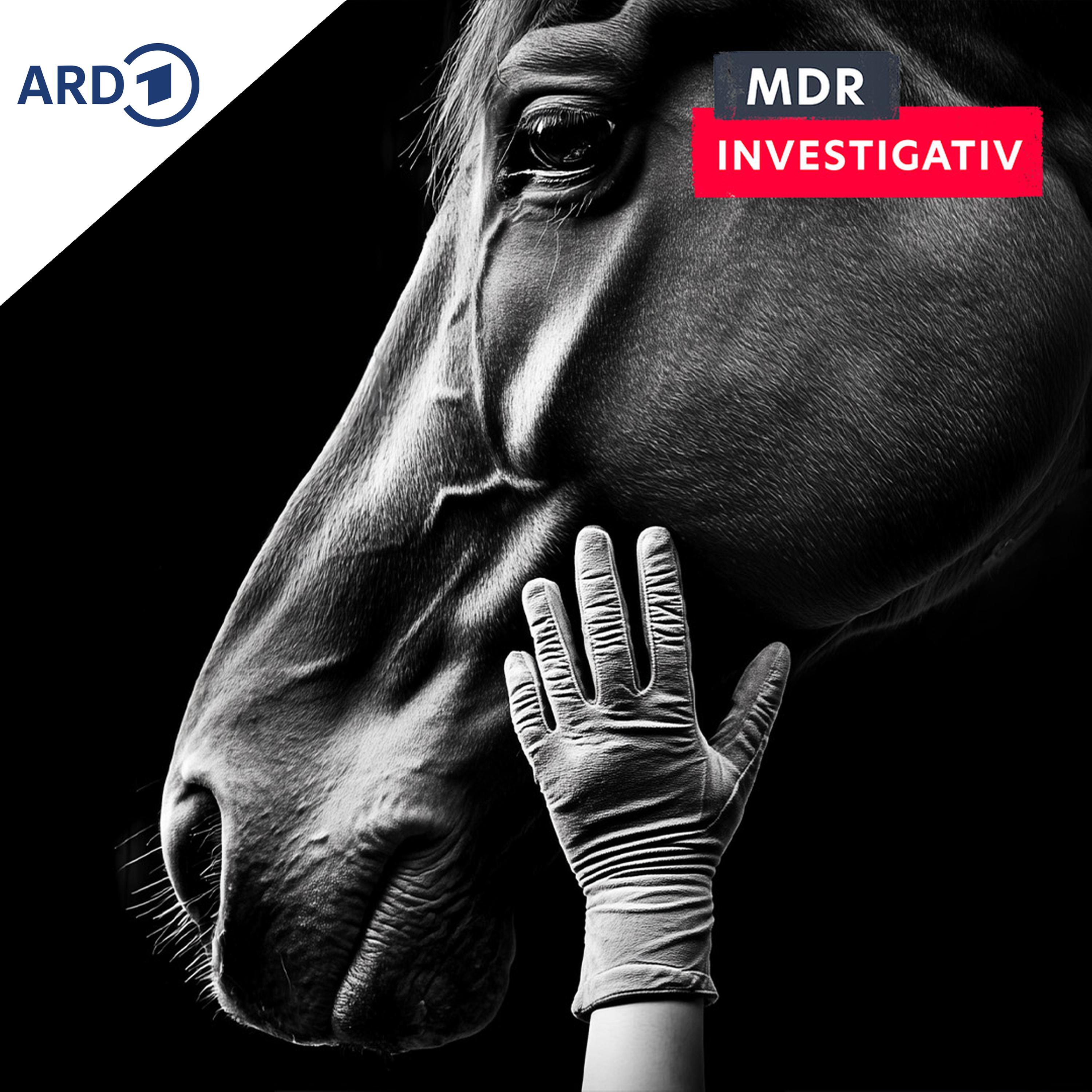 Zwischen Lieben und Quälen – hinter den Kulissen des Reitsports episode artwork