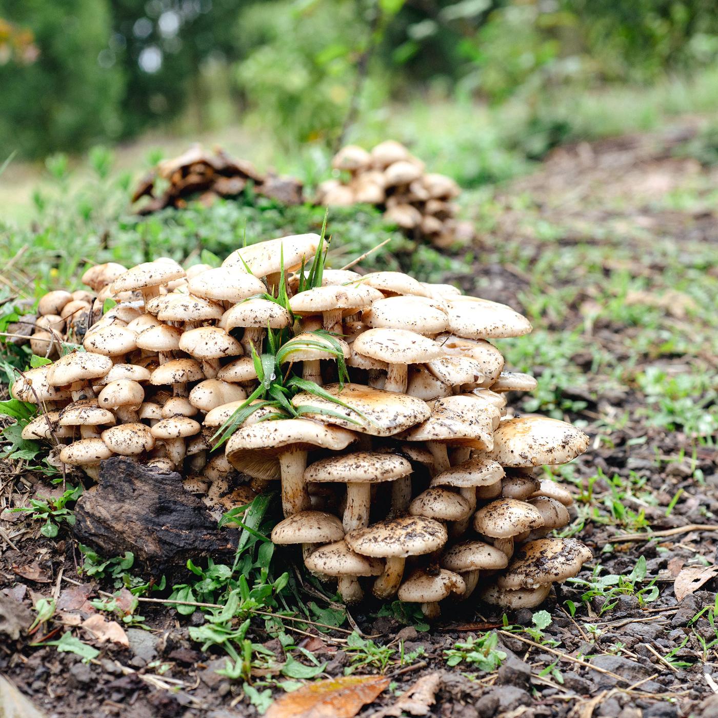 Pilze wachsen auf Waldboden