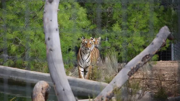 Ermittlungen zum tödlichen Tigerangriff in Schkeuditz bei Leipzig dauern an