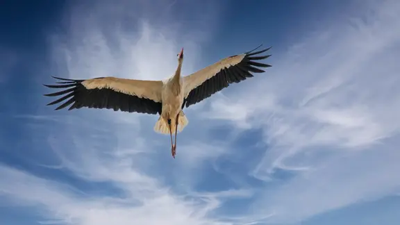 Ein Storch im Flug.