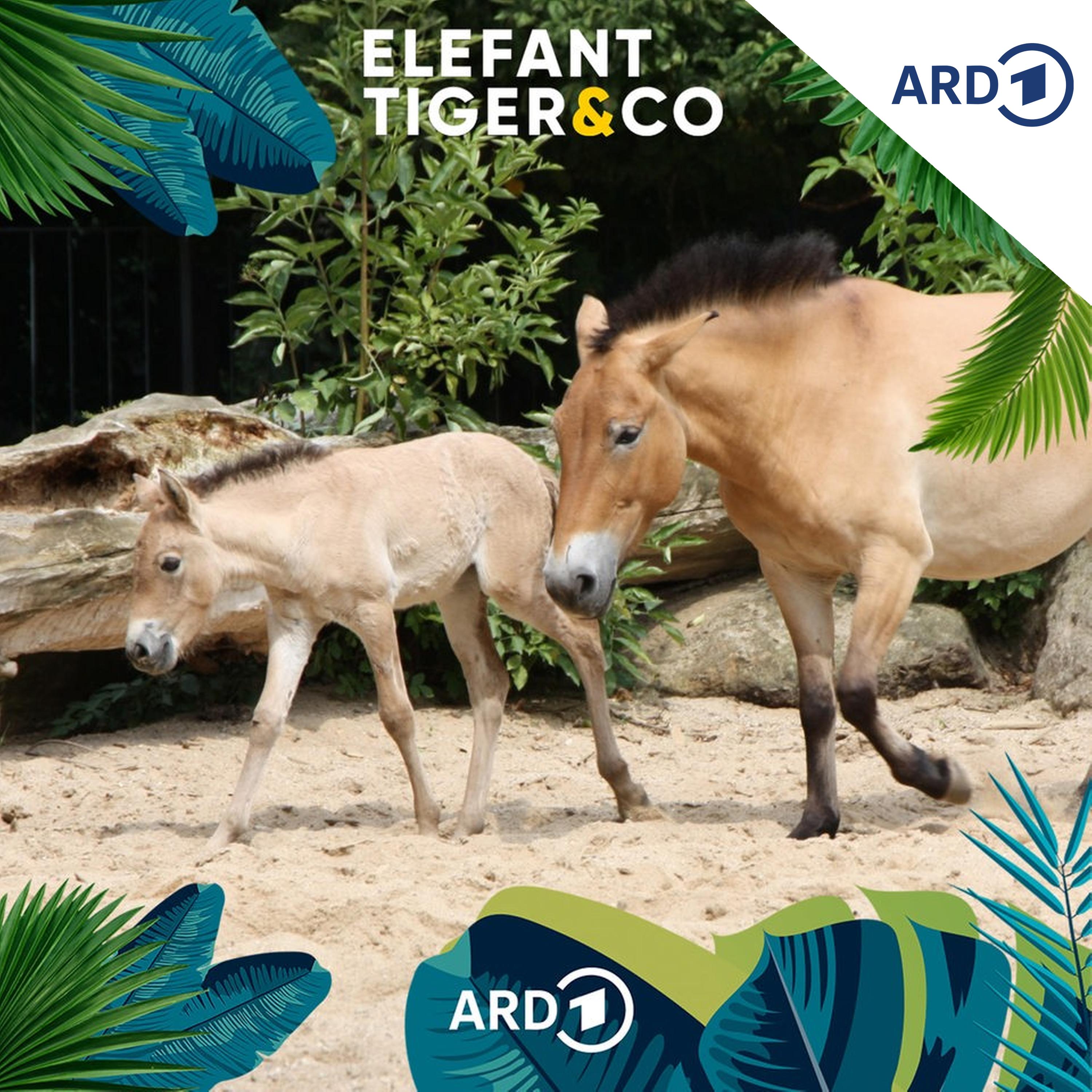 Das Przewalski-Pferd - echt und ursprünglich episode artwork