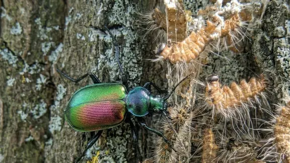 Ein schimmernder Käfer frisst eine Raupe. Hinter der Raupe sind noch weitere Artgenossen.