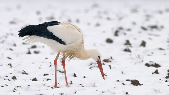 Weißstorch im Winter