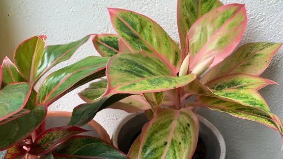 zimmerpflanze mit herzförmigen blättern Herzblatt-Philodendron 'Brasil' - Philodendron scandens Brasil