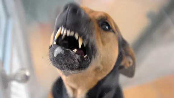 Ein Hund fletscht die Zähne. 