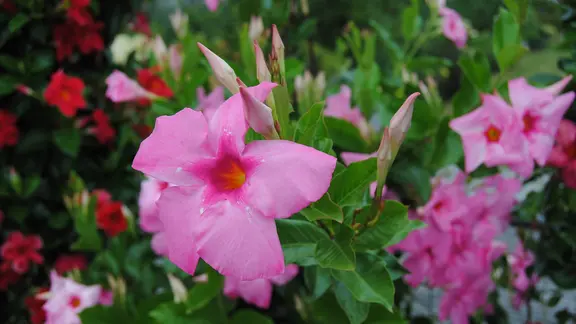 Dipladenia oder Mandevilla: Exotischer Dauerblher auf dem Balkon | mdr.de