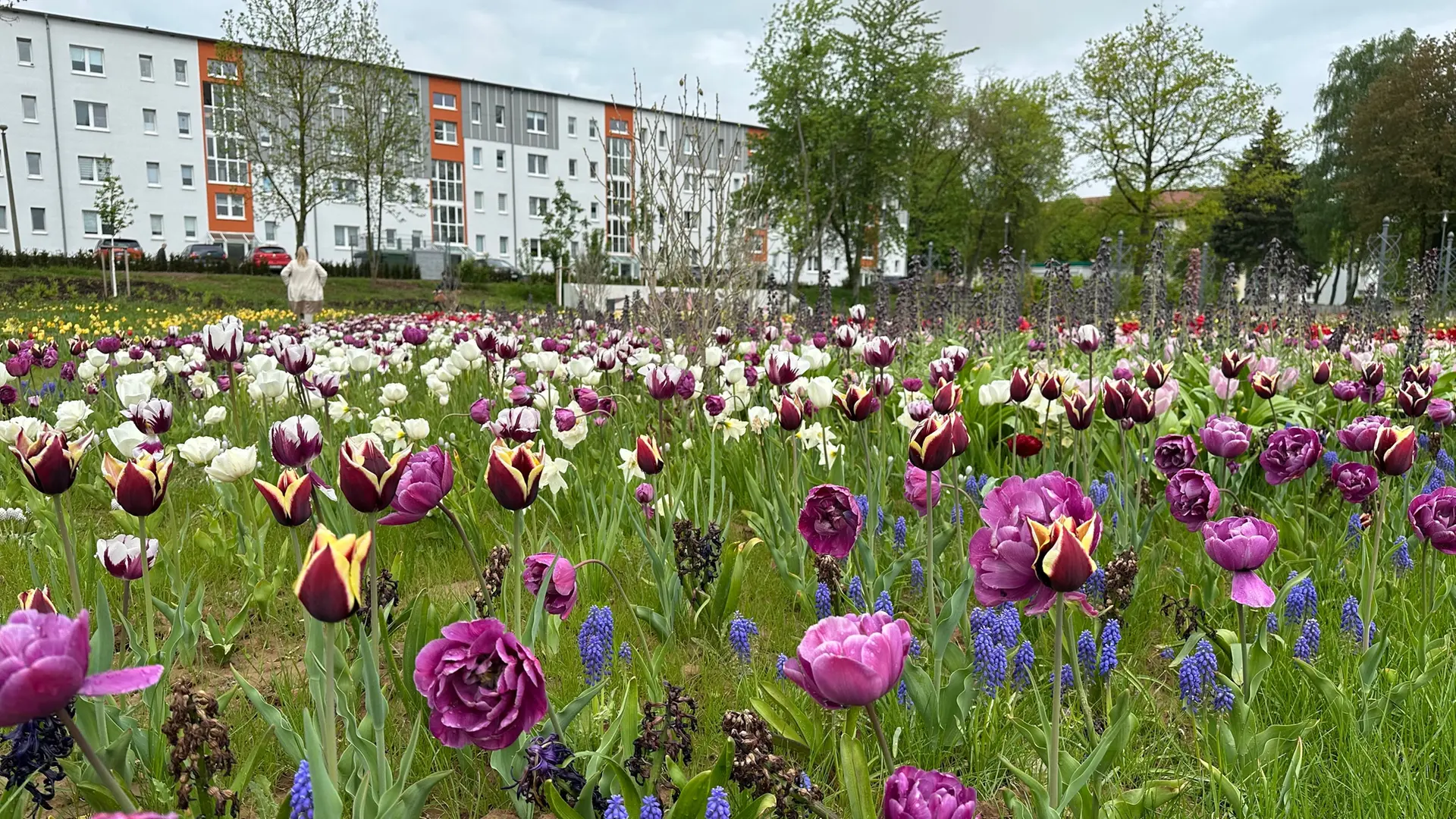 das-erwartet-sie-auf-der-landesgartenschau-in-leinefelde-worbis-mdr-de
