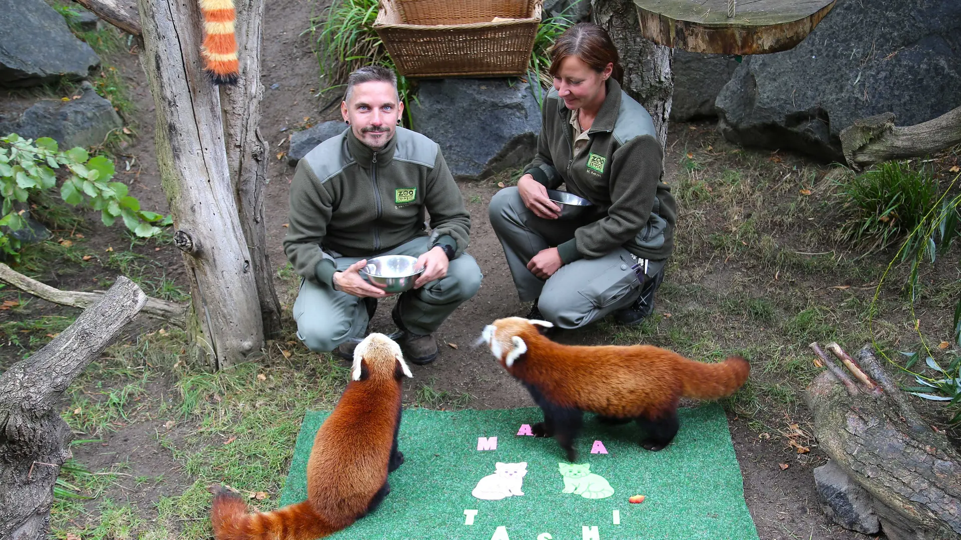 Flauschige Taufe: Pandas im Zoo Leipzig heißen "Maya" und "Tashi"