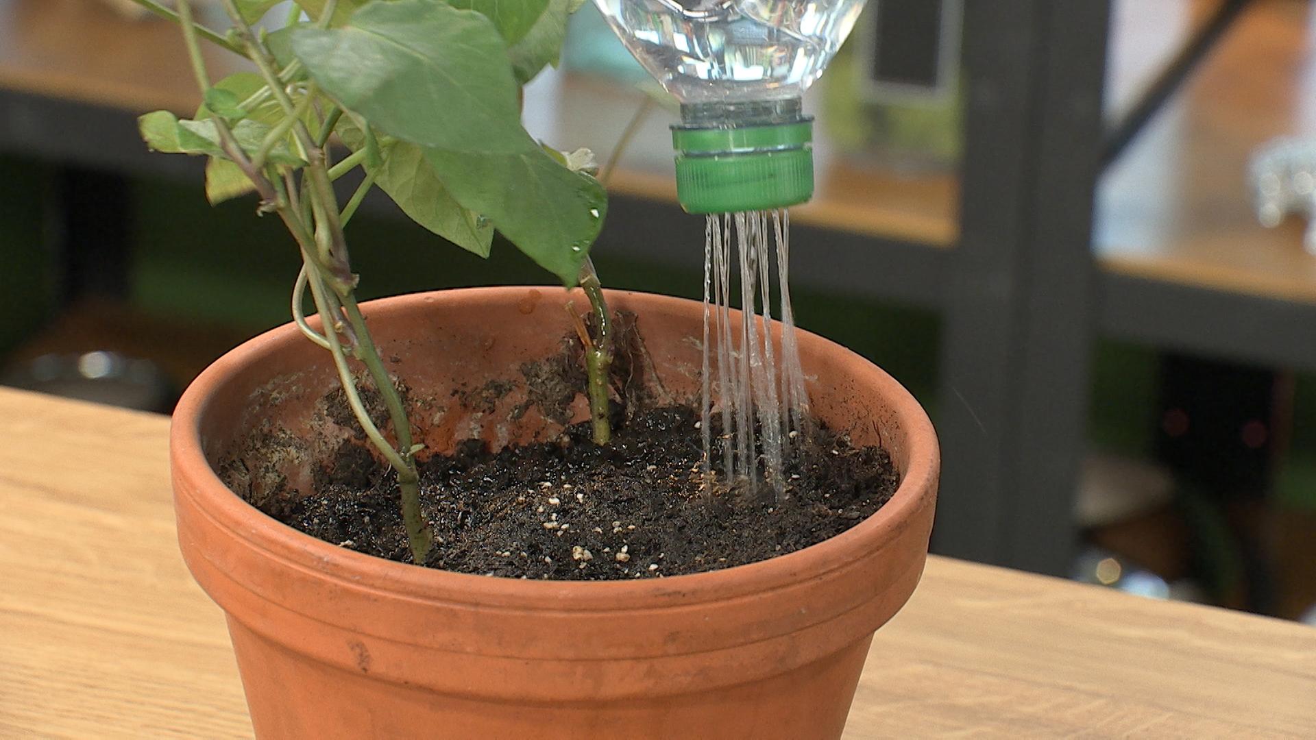 DIY: Eine Gießbrause aus einer PET-Flasche bauen
