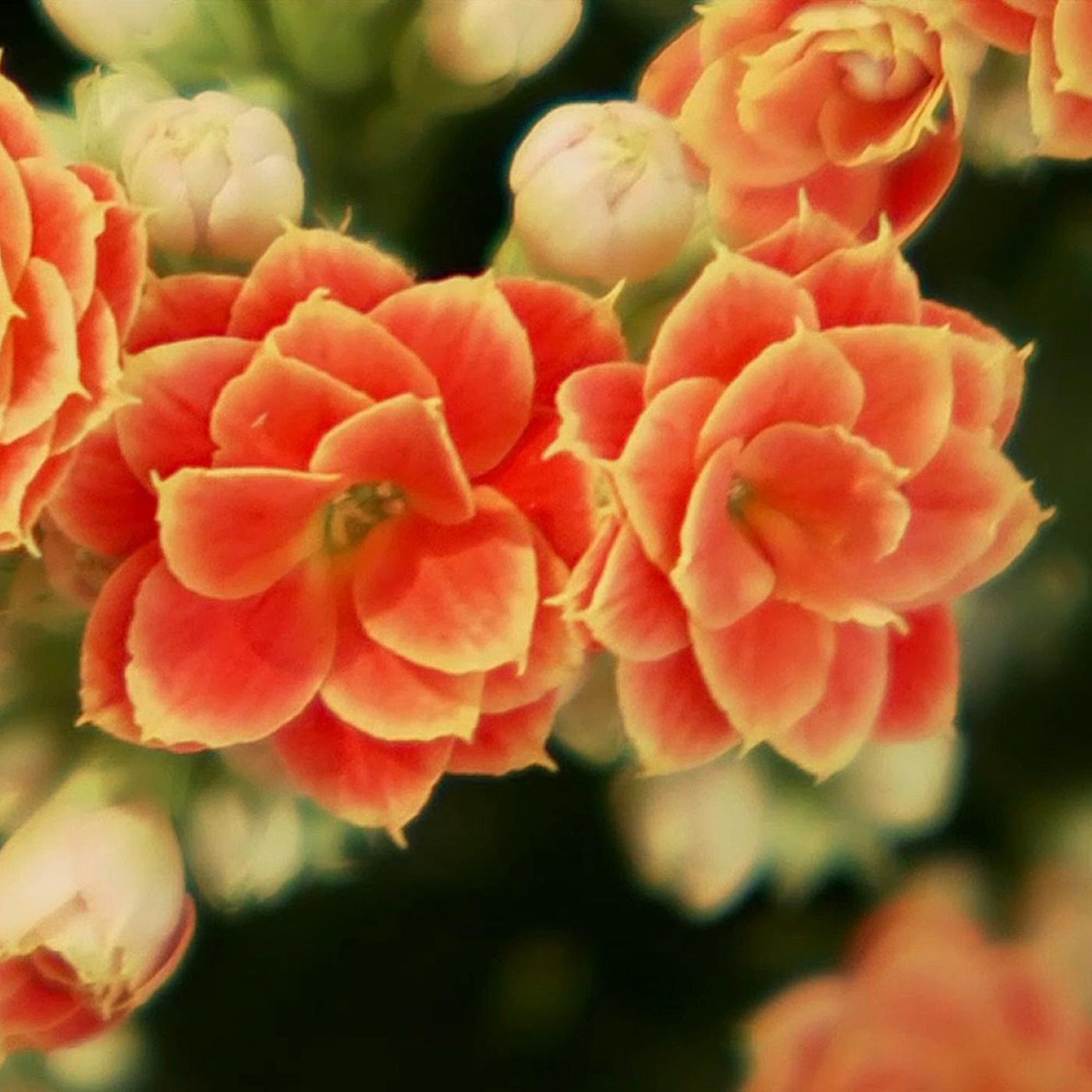 Schner Winterblher: Die Kalanchoe richtig pflegen