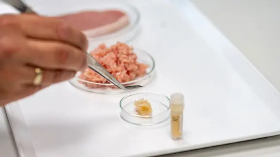 Ohne Tierleid: Forscher in Bernburg zchten Fleisch im Bioreaktor | mdr.de