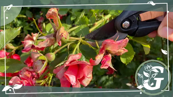 Rosenschnitt: So schneiden Sie verschiedene Rosenarten im Sommer | mdr.de