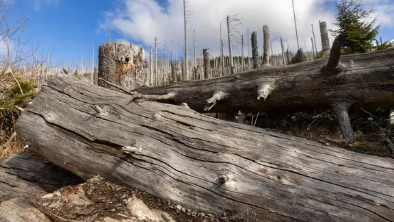 Wanderweg von Schierke auf den Brocken, links und rechts des Weges abgestorbene Fichten sowie junge nachwachsende Fichten