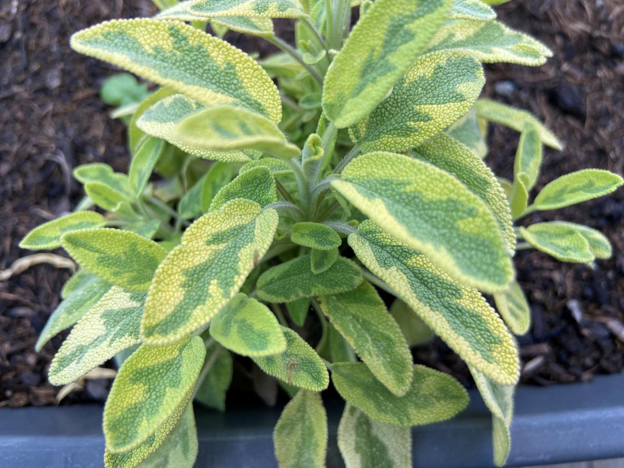 helmbohne saatgut Helmbohne, Dolichos lablab – Ihr Gartenberater