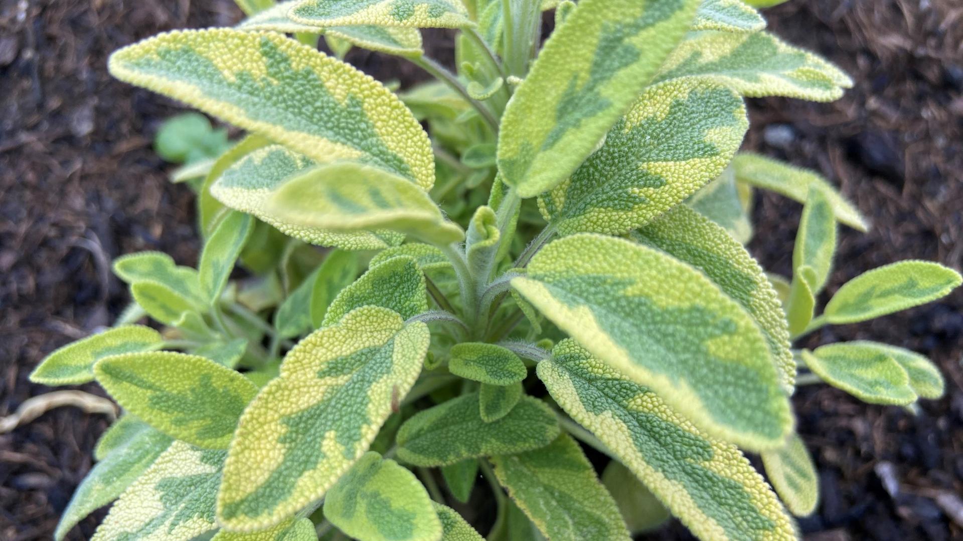 erbsen zimmerpflanze Senecio rowleyanus 'string of pearls' Variegata (Erbsenpflanze) – Foliage  Dreams