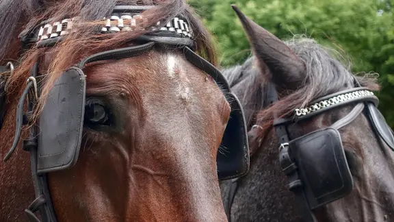 Nahaufnahme der Köpfe von zwei Kutschperden mit Scheuklappen.
