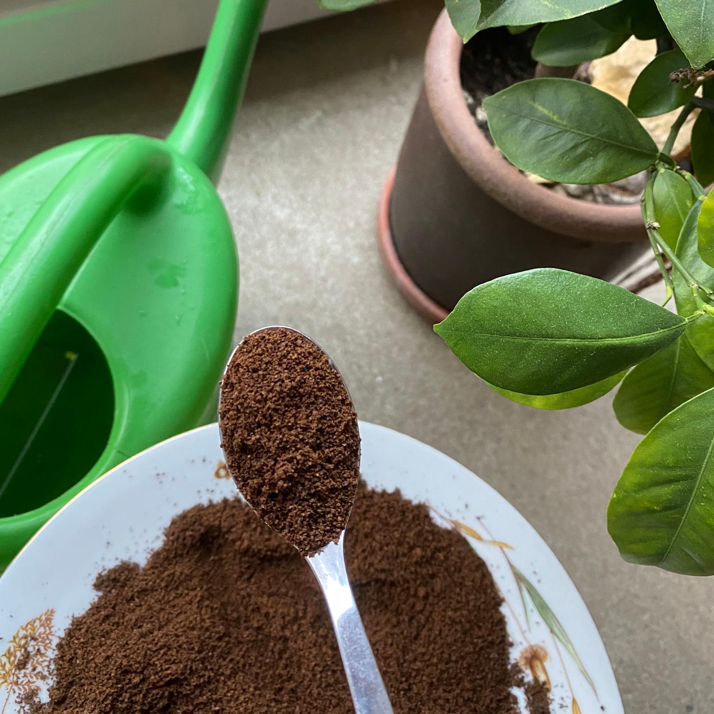 Kaffeesatz als Dnger verwenden | mdr.de