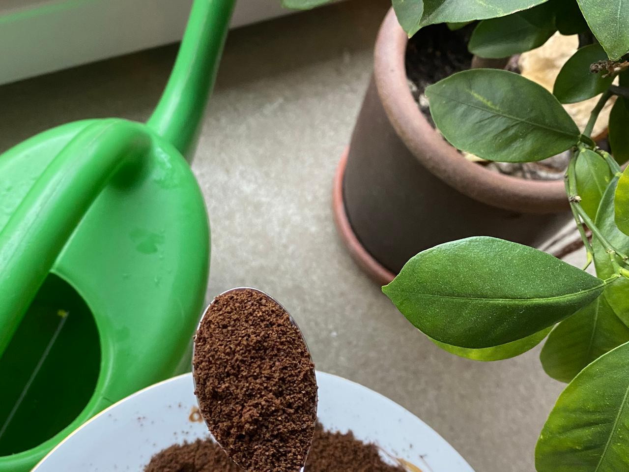 Kaffeesatz als Dnger verwenden | mdr.de