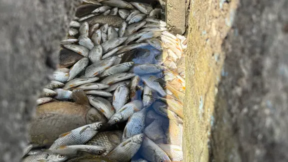 sehr viele tote Fische liegen in einer Beton-Rinne