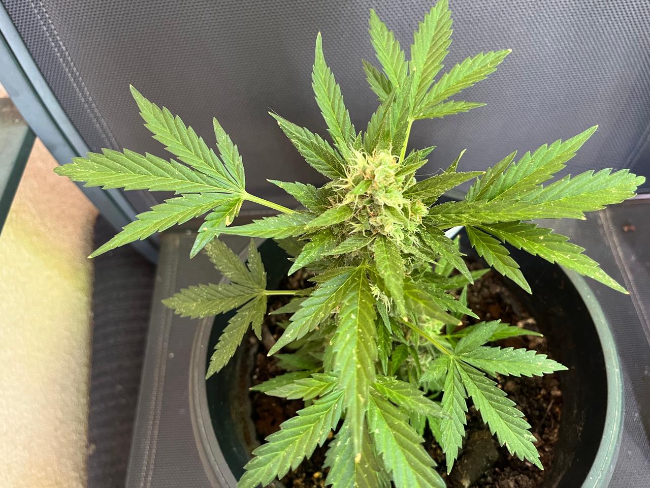 Mehr als nur Droge: Wunderpflanze Cannabis